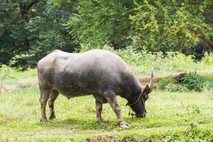 buffel betning i en fält foto