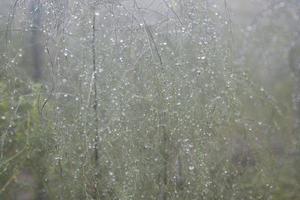 sparris med regndroppar och dagg på de löv av bönders trädgårdar i de morgon- efter tung regn på natt foto