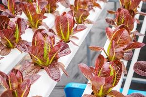 färska ekologiska röda blad sallad sallad växt i hydroponics grönsaker gård system foto