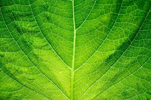 grön blad textur bakgrund närbild foto