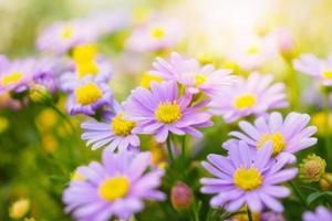 vackra tusensköna blommor på grön äng foto