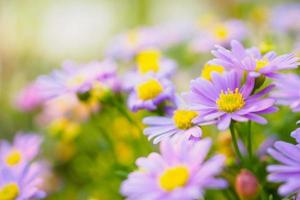 vackra tusensköna blommor på grön äng foto