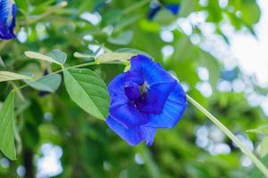 färsk fjäril ärta blomma närbild foto