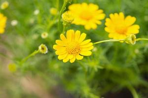 vackra tusensköna blommor på grön äng foto