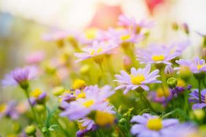 vackra tusensköna blommor på grön äng foto