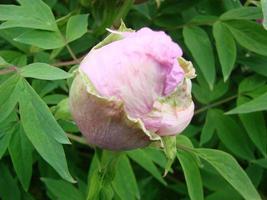 rosa pion blomma, paeonia suffruticosa, trädgård. nationell blomma foto