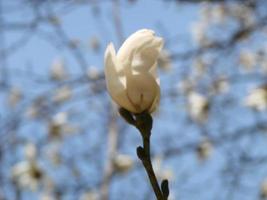 blommande magnolia tulpan träd. kinesisk magnolia x soulangeana blomma med tulpanformad blommor foto