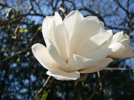 vit magnolia blomma mot de himmel närbild foto