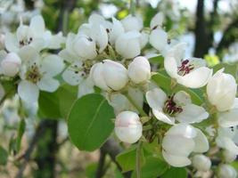 pollinering av blommor förbi bin päron. vit päron blommor är en källa av nektar för bin foto