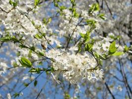 vit körsbär blommor mot de blå himmel i vår foto