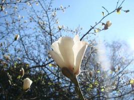 vit magnolia blomma mot de himmel närbild foto