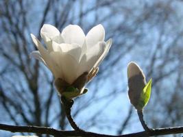 vit magnolia blomma mot de himmel närbild foto