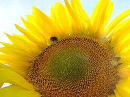 honung bi pollinerande solros. bi producerar honung på en blomma. närbild skott av bi samla nektar på solros foto