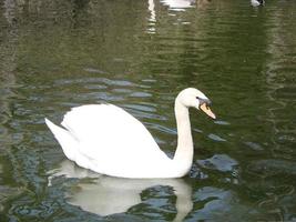 vit svan i de dimmig sjö på de gryning. morgon- lampor. romantisk bakgrund. skön svan. cygnus. foto