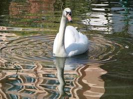 skön svan på en kristall klar blå flod reflexion foto