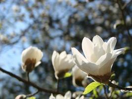 vit magnolia blomma mot de himmel närbild foto