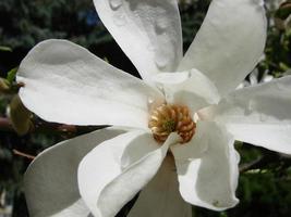 vit magnolia blomma mot de himmel närbild foto