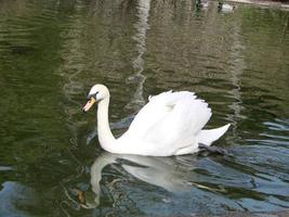 vit svan i de dimmig sjö på de gryning. morgon- lampor. romantisk bakgrund. skön svan. cygnus. foto