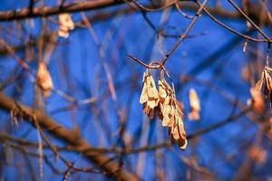 amur lönn grenar med torr frön och knoppar mot blå himmel - latin namn - acer tataricum subsp. ginnala foto