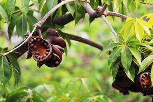 sterculia foetida frukter. foto