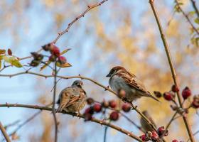 eurasian Sparv passer montanus uppflugen på en nypon gren. de fågel var fluffig upp från de kall foto