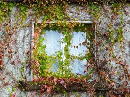murgröna täckt fönster, Newport, County Mayo foto