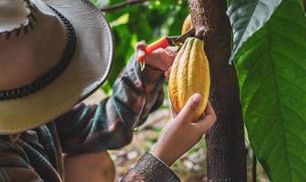 närbild händer av en kakao jordbrukare använda sig av beskärning sax till skära de kakao skida eller frukt mogen gul kakao från de kakao träd. skörda de jordbruks kakao företag producerar. foto