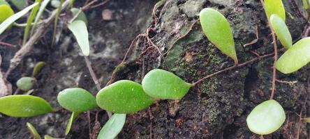 pyrrosia elegagnifolia, vanligen känd som de löv-bark ormbunke, eller ota i maori, är en klättrande ormbunke endemisk till ny zealand foto