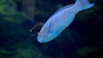 slående blå papegoja-fisk simning nedåt foto