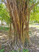 enorm skön ficus maxima fikon träd playa del carmen Mexiko. foto