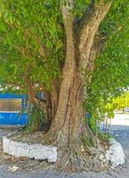 enorm skön ficus maxima fikon träd playa del carmen Mexiko. foto
