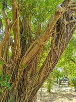 enorm skön ficus maxima fikon träd playa del carmen Mexiko. foto