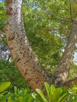 enorm skön kapock träd ceiba träd med spikar i Mexiko. foto