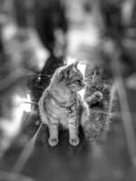kucing medium anggora foto