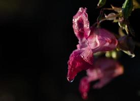 närbild av en blomma av indisk balsam lysande lila mot en mörk bakgrund foto