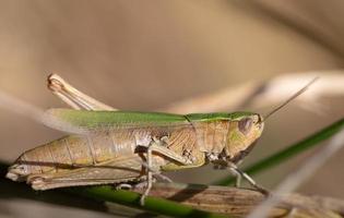 närbild av en brun cricket dölja mellan död- gräs foto