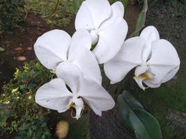 vit phalaenopsis orkidéer blomma blooms på de trädgård. Bra för använda sig av på något relaterad till botanisk, miljö, natur, barnkammare, plantage, grönska, trädgård foto