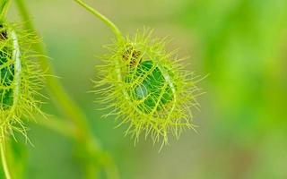 de frukt av stinkande passionsblomma, scharlakansröd frukt passionsblomma i natur bakgrund foto