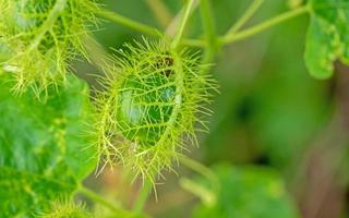 de frukt av stinkande passionsblomma, scharlakansröd frukt passionsblomma i natur bakgrund foto