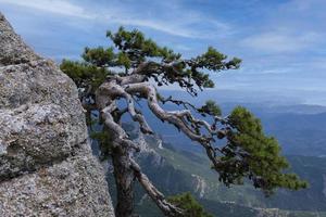 krokig relik träd en tall växer på de kant av en berg klippa mot de himmel. psykologisk landskap. foto