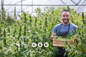 bönder samlar cannabis i sin kommersiella, cannabis sativa odlas industriellt för produktion av cannabis för härledda produkter såsom cbd-olja. foto
