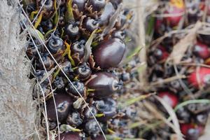 selektiv fokus på skadad olja handflatan frukt och beskära fel orsaker priser till falla foto