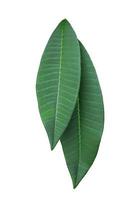 plumeria eller frangipani eller tempel träd löv. stänga upp grön blad av plumeria isolerat på vit bakgrund. topp se exotisk grön löv av frangipani. foto