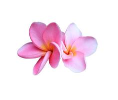 plumeria eller frangipani eller tempel träd blommor. stänga upp exotisk rosa plumeria blomma bukett isolerat på vit bakgrund. topp se rosa frangipani knippa. foto