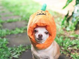 brun kort hår chihuahua hund bär halloween pumpa hatt Sammanträde på cement bricka på grön gräs i de trädgård, ser på kamera. foto