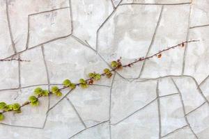 kvist av klättrande växt på betong vägg foto