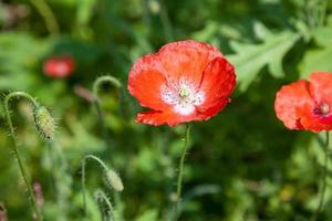 röd vallmo blomma stänga upp på grön äng foto