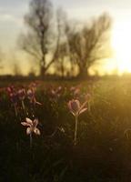 vår är kommande - först blommor av de år under solnedgång foto