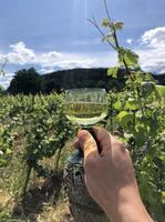 vin provsmakning händelse - innehav upp en glas av vit vin på en vingård foto