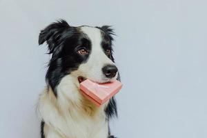 hundvalp border collie håller rosa presentask i munnen isolerad på vit bakgrund. jul nyår födelsedag alla hjärtans firande nuvarande koncept. husdjurshund på semesterdagen ger gåva. Jag är ledsen. foto